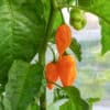 Datil - Sjemenke chili papričica 2 Datil - Sjemenke chili papričica 1