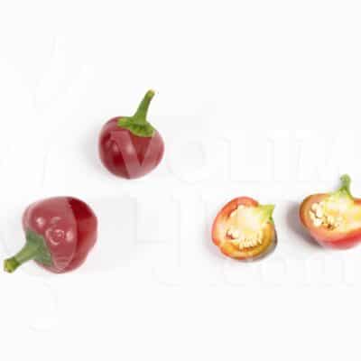 Tondo Picante Calabrese - Sjemenke chili papričica 7 Tondo picante calabrese - ILikeItHot.eu
