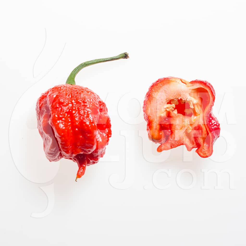 Carolina Reaper - bivša najljuća papričica na svijetu - Sjemenke 4 Carolina Reaper - volimljuto.live