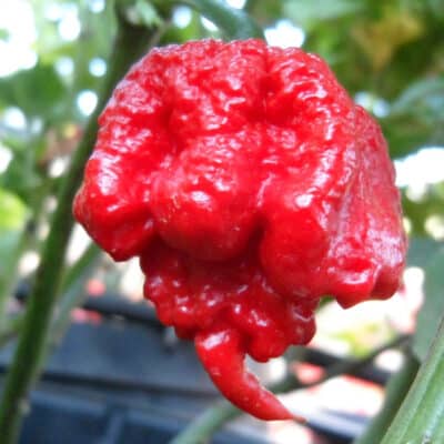 Carolina Reaper - bivša najljuća papričica na svijetu - Sjemenke 9 Carolina Reaper - bivša najljuća papričica na svijetu - Sjemenke - Slika 4