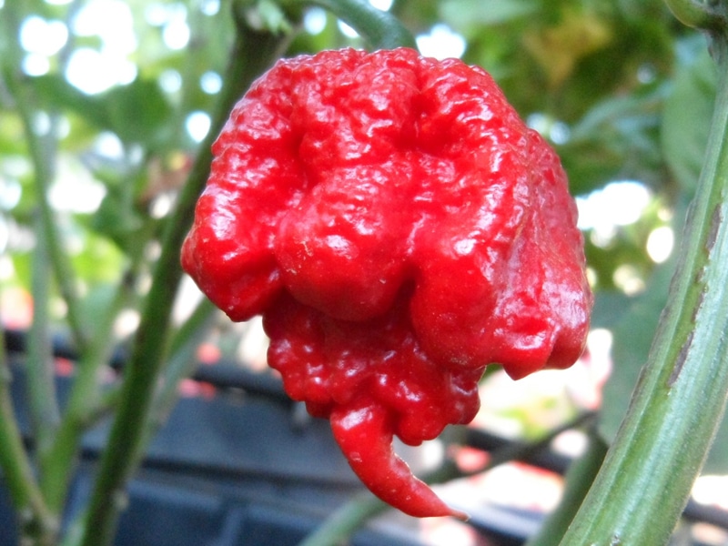 Carolina Reaper - bivša najljuća papričica na svijetu - Sjemenke 5 Carolina Reaper - bivša najljuća papričica na svijetu - Sjemenke - Slika 4