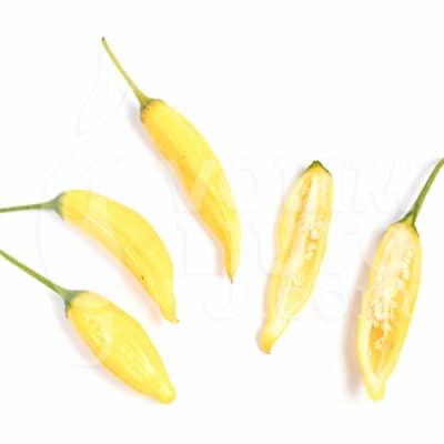 Aji Pineapple - Sjemenke chili papričica 7 Aji Pineapple - volimljuto.live