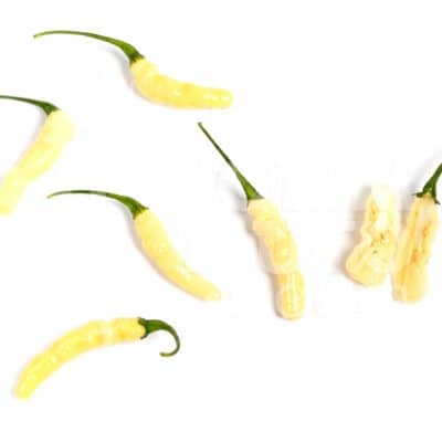 Aribibi Gusano - Sjemenke chili papričica 9 Aribibi gusano - volimljuto.live