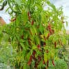 Assam - Sjemenke chili papričica 2 Assam - Sjemenke chili papričica 1