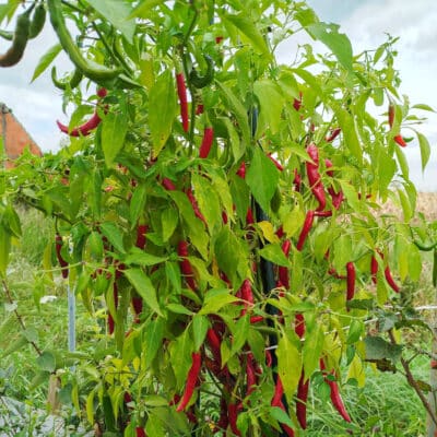 Assam - Sjemenke chili papričica