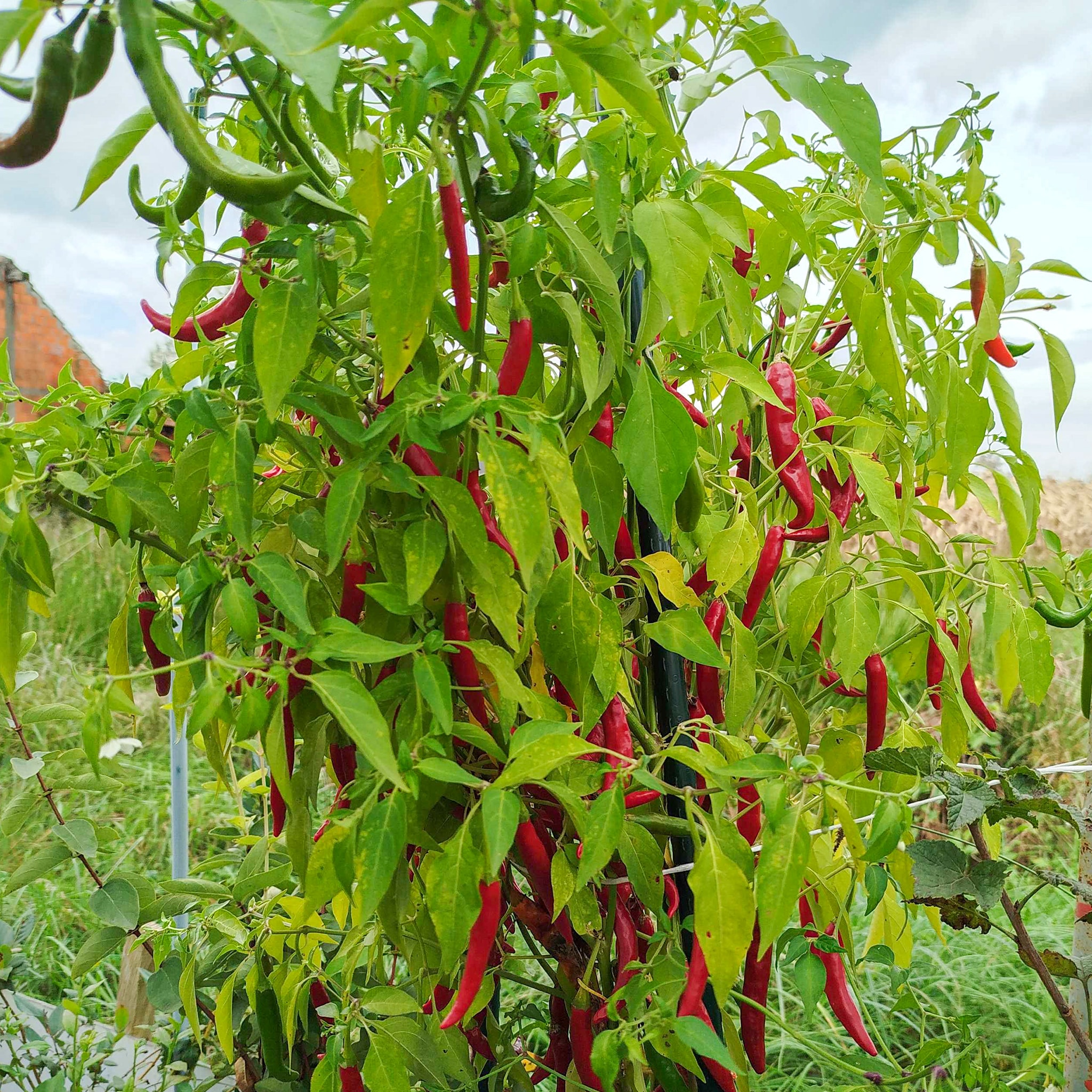Assam - Sjemenke chili papričica 3 Assam - Sjemenke chili papričica
