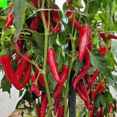 Cayenne - Sjemenke chili papričica 9 Cayenne - Sjemenke chili papričica - Slika 3