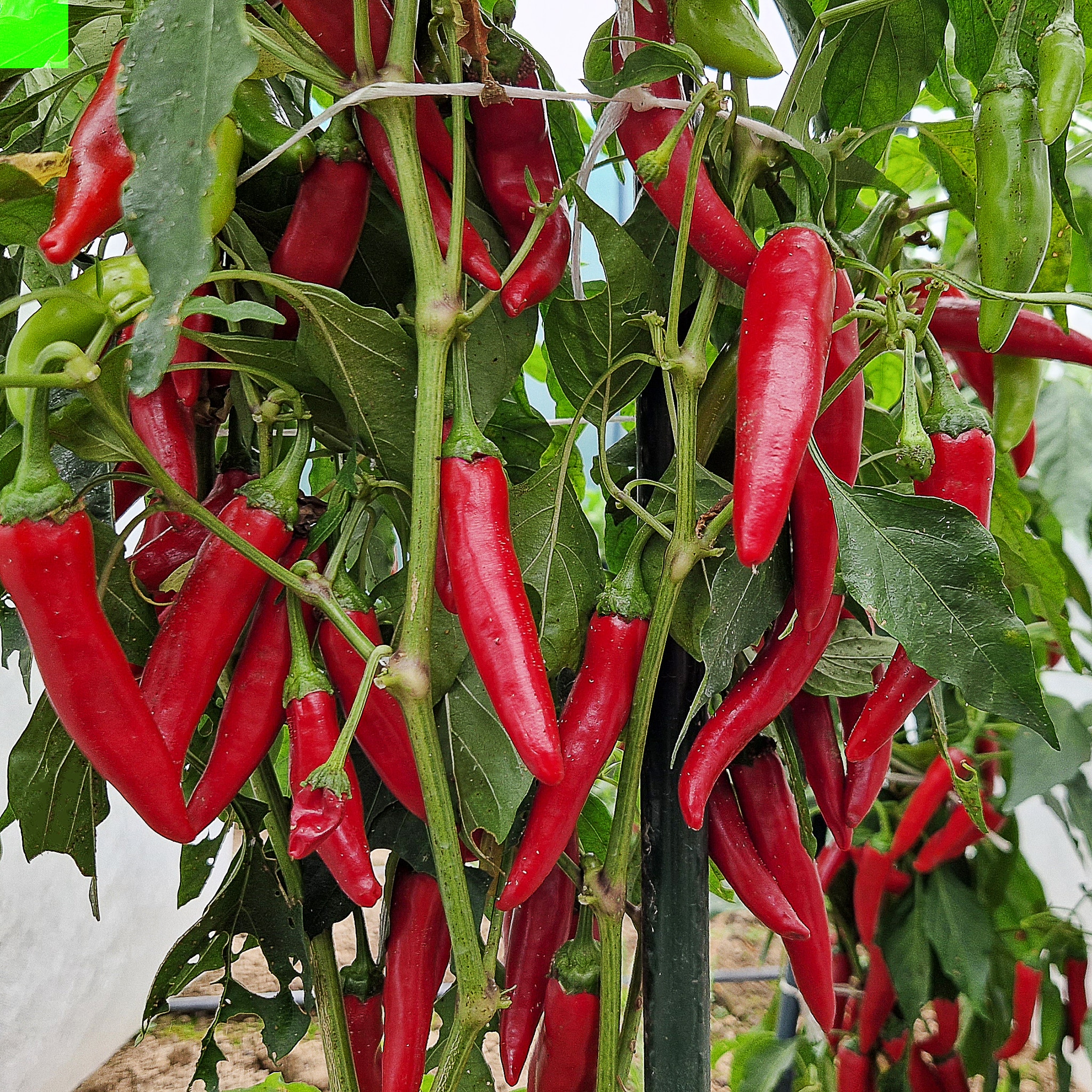 Cayenne - Sjemenke chili papričica 5 Cayenne - Sjemenke chili papričica - Slika 3