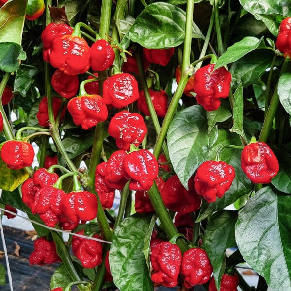 Kapsaicin - krivac za ljutinu kod chili papričica? 4 kapsaicin