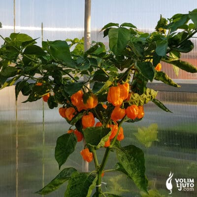Habanero Numex Suave - Sjemenke chili papričica 8 Habanero Numex Suave - volimljuto.live