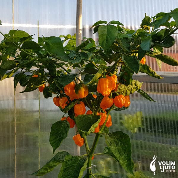 Habanero Numex Suave - volimljuto.live