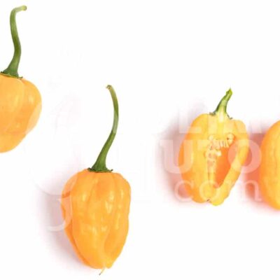 Scotch Bonnet Yellow - Sjemenke chili papričica 7 Scotch Bonnet Yellow - Sjemenke chili papričica - Slika 3