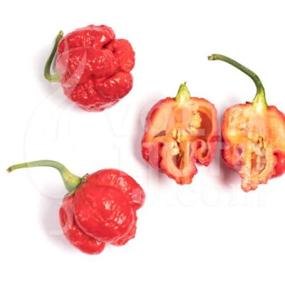 Trinidad Scorpion Moruga - Sjemenke chili papričica 7 Trinidad Scorpion Moruga - Sjemenke chili papričica - Slika 3