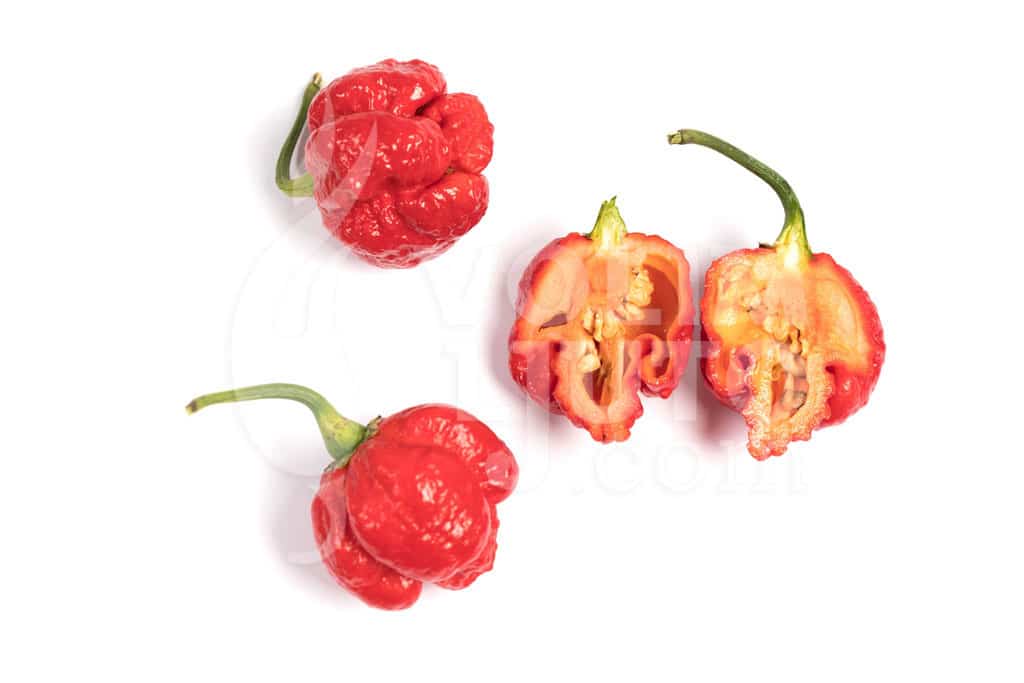 Trinidad Scorpion Moruga - Sjemenke chili papričica 5 Trinidad Scorpion Moruga - Sjemenke chili papričica - Slika 3