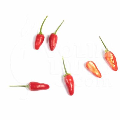 Thai Hot - Sjemenke chili papričica 8 Thai Hot - Sjemenke chili papričica - Slika 3
