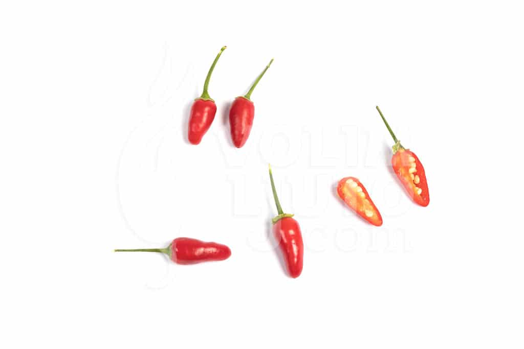 Thai Hot - Sjemenke chili papričica 5 Thai Hot - Sjemenke chili papričica - Slika 3