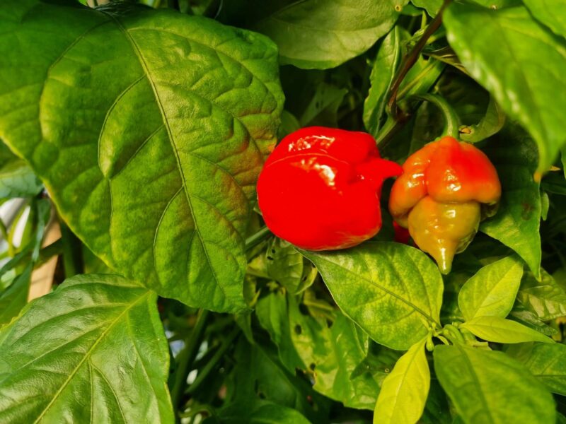 Lampa za biljke - 4 vrste rasvjete + 1 loša kod uzgoja chili papričica 92 Trinidad Scorpion Butch T sadnica chili papričice