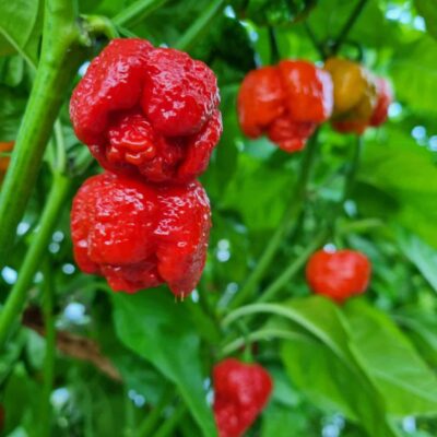 Koja sorta chili paprike je stvorena za tebe? 48 7 Pot Infinity - Sjemenke chili papričica