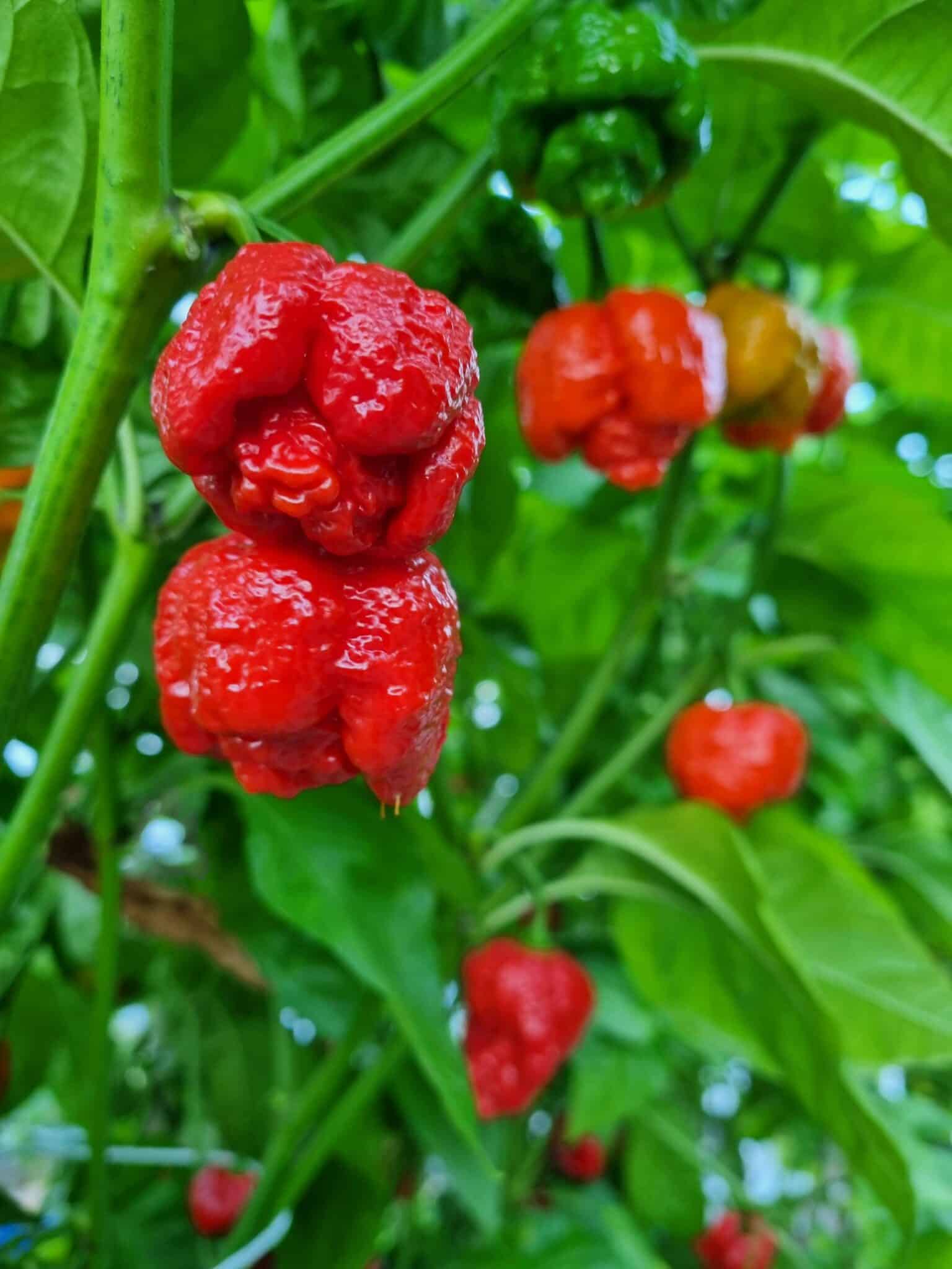 7 Pot Infinity - Sjemenke chili papričica 3 7 Pot Infinity - Sjemenke chili papričica