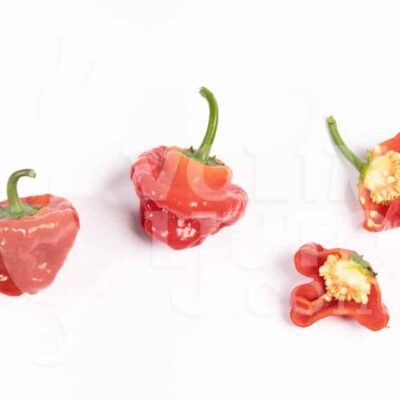 Jamaican Hot Red - Sjemenke chili papričica 8 Jamaican Hot Red - Sadnica chili papričice