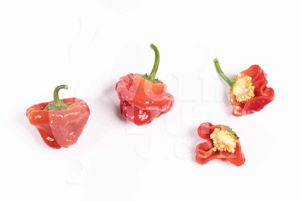 Jamaican Hot Red - Sjemenke chili papričica 5 Jamaican Hot Red - Sadnica chili papričice