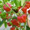 Jamaican Hot Red - Sjemenke chili papričica 1 uzgoj chili papričica u zatvorenom