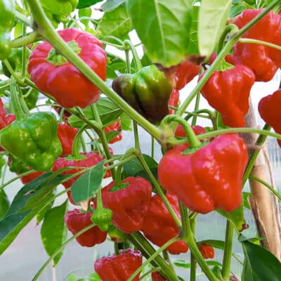Koja sorta chili paprike je stvorena za tebe? 33 uzgoj chili papričica u zatvorenom