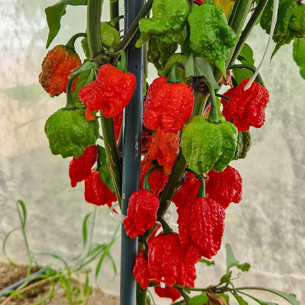 Carolina Reaper - bivša najljuća papričica na svijetu - Sjemenke 2 Carolina Reaper - bivša najljuća papričica na svijetu - Sjemenke