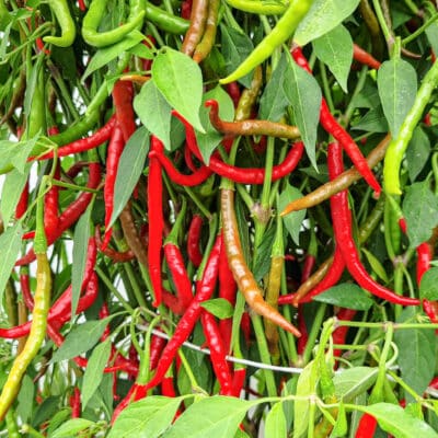 Cola de Rata - Sjemenke chili papričica