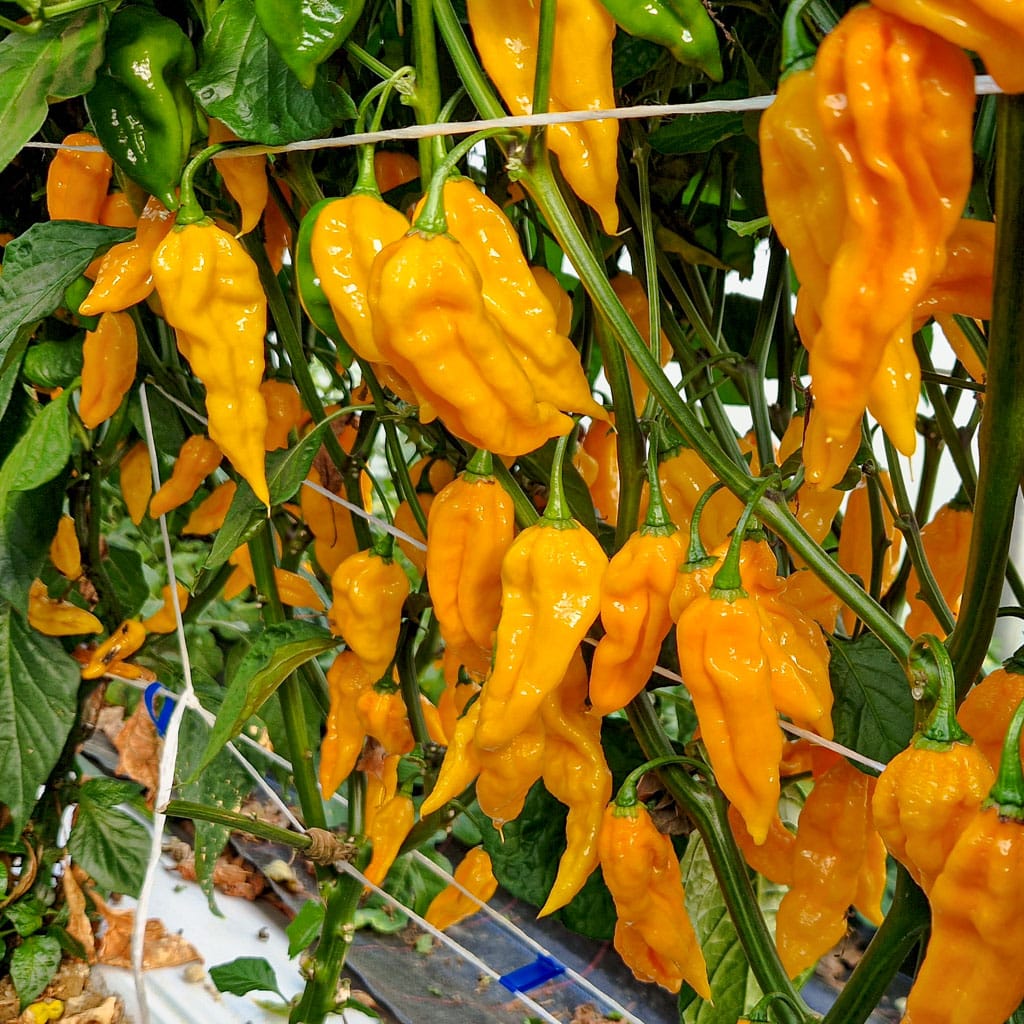 Fatalii - Sjemenke chili papričica 3 Fatalii - Sjemenke chili papričica