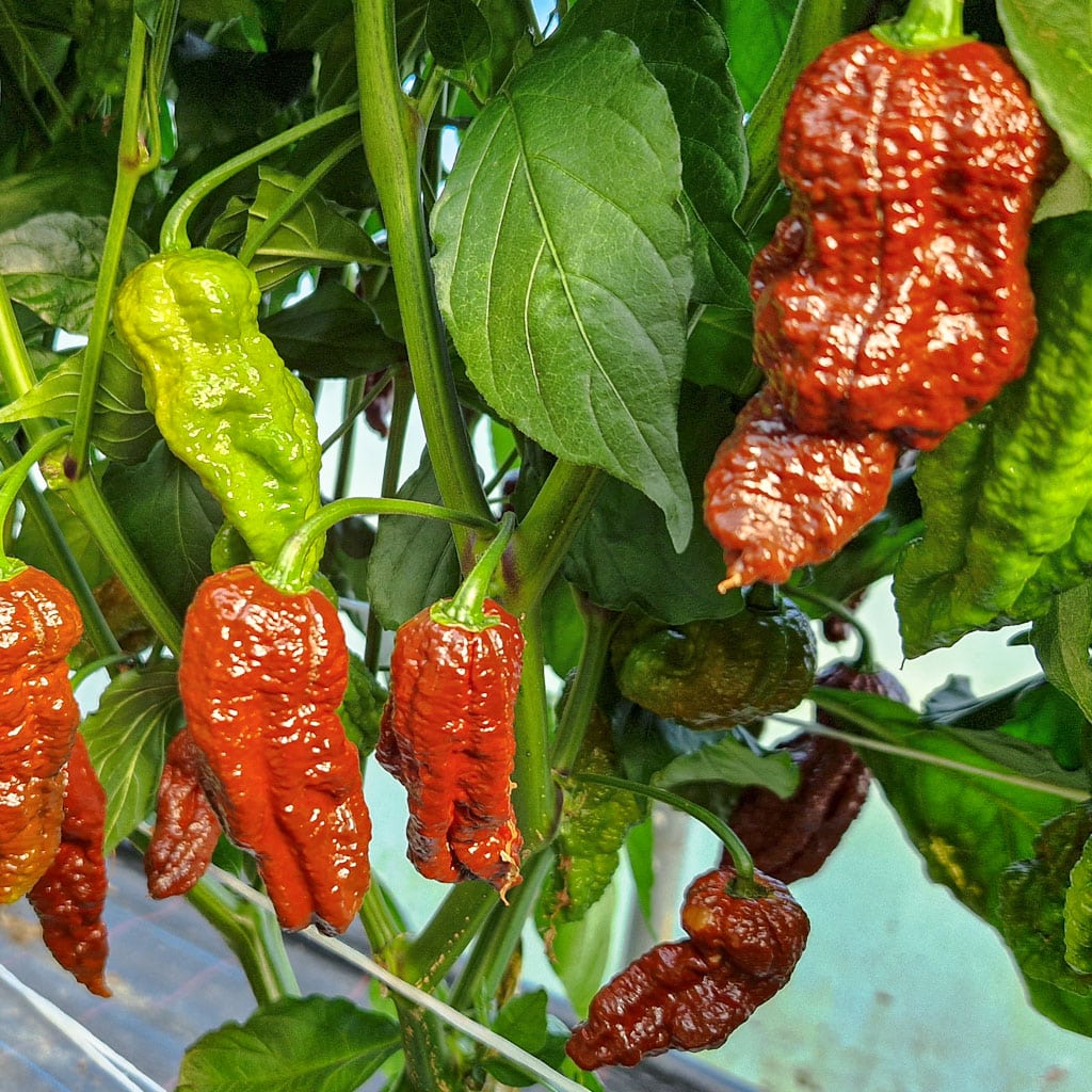 Bhut Jolokia Chocolate - Sjemenke chili papričica 3 Bhut Jolokia Chocolate - Sjemenke chili papričica