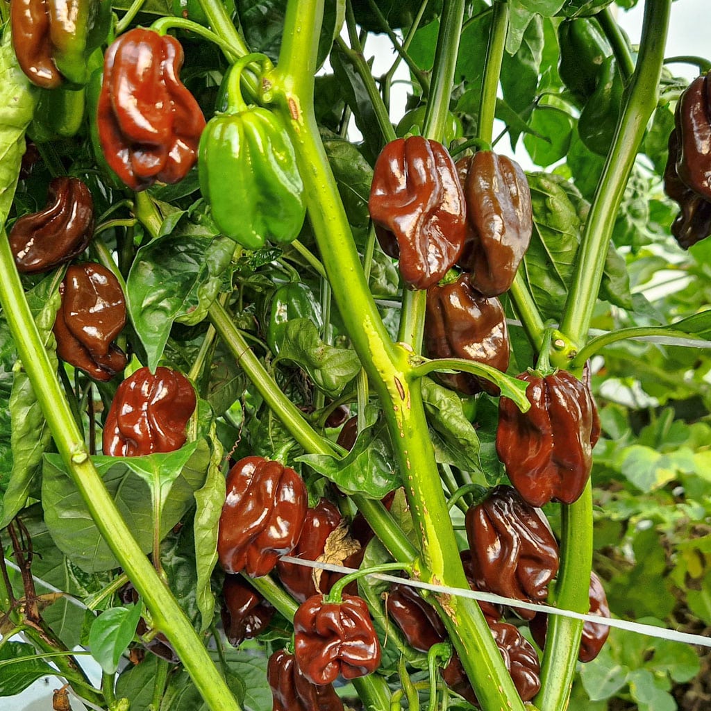 Habanero Chocolate - Sjemenke chili papričica 3 Habanero Chocolate - Sjemenke chili papričica