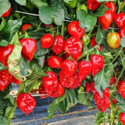Koja sorta chili paprike je stvorena za tebe? 27 Habanero Red - Sjemenke chili papričica