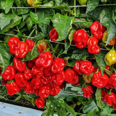 Red Savina Habanero - Sjemenke chili papričica