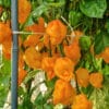 Scotch Bonnet Yellow - Sjemenke chili papričica 1 Scotch Bonnet Yellow - Sjemenke chili papričica 1