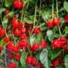 Trinidad Scorpion Moruga - Sjemenke chili papričica 2 Trinidad Scorpion Moruga - Sjemenke chili papričica 1