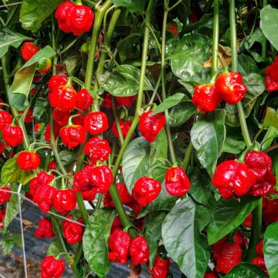 Koja sorta chili paprike je stvorena za tebe? 36 Trinidad Scorpion Moruga - Sjemenke chili papričica