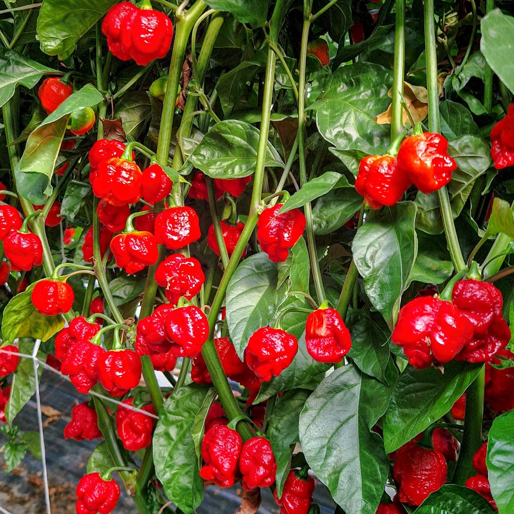Trinidad Scorpion Moruga - Sjemenke chili papričica 3 Trinidad Scorpion Moruga - Sjemenke chili papričica