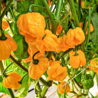 Koja sorta chili paprike je stvorena za tebe? 39 Trinidad Scorpion Yellow - Sjemenke chili papričica