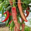 Makedonska Vezenka - Sjemenke chili papričica 1 Makedonska Vezenka - Sjemenke chili papričica 1