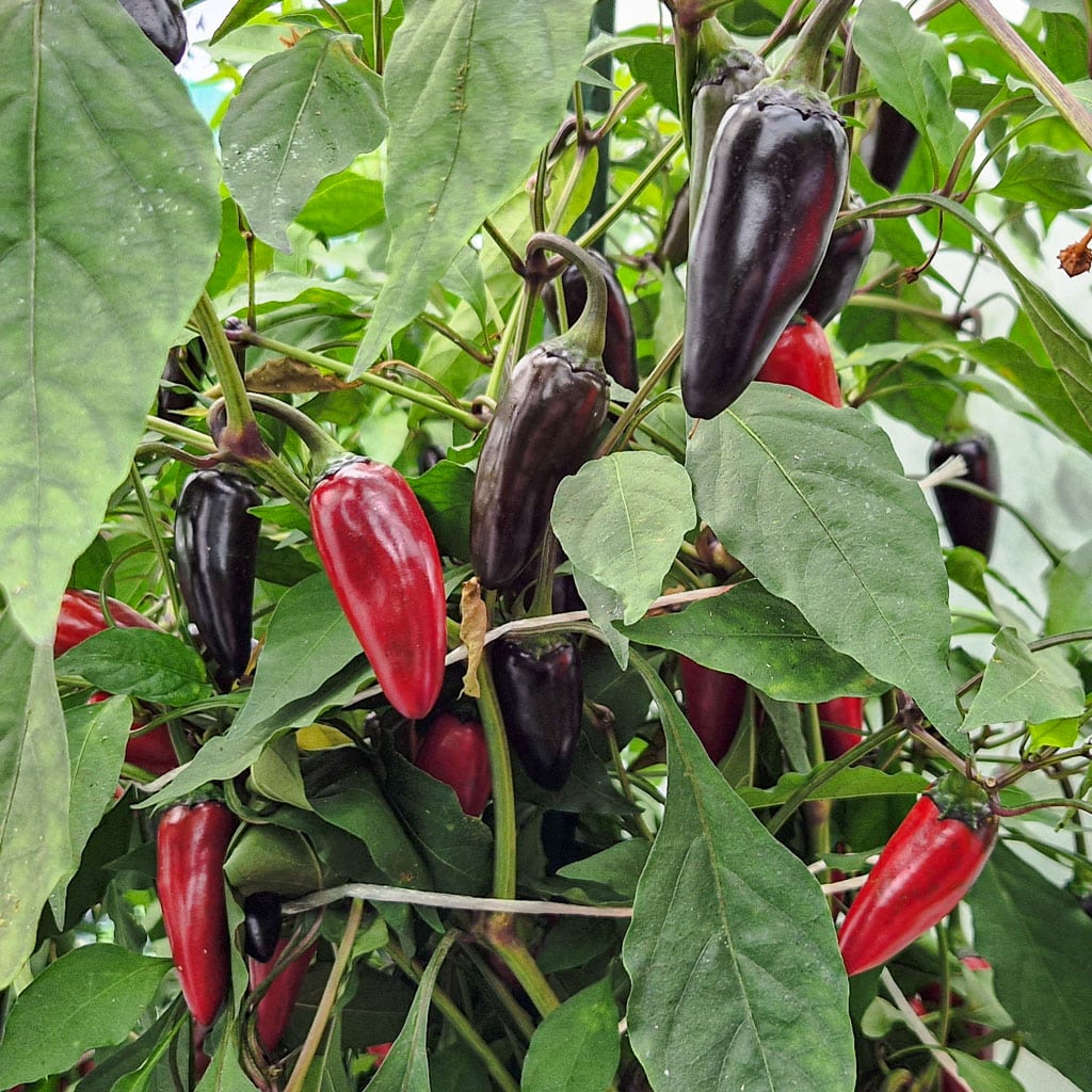 Jalapeno Purple - Sjemenke chili papričica 3 Jalapeno Purple - Sjemenke chili papričica