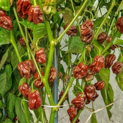 Koja sorta chili paprike je stvorena za tebe? 51 Trinidad Douglah - Sjemenke chili papričica