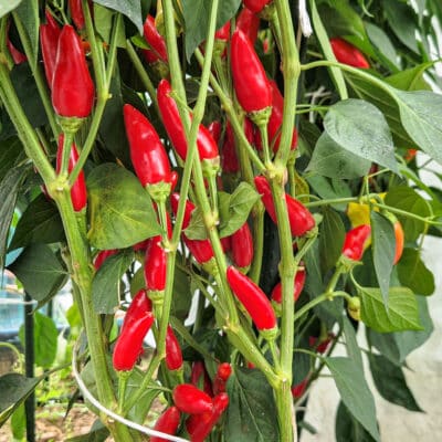 Purira - Sjemenke chili papričica