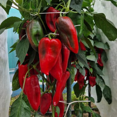 Koja sorta chili paprike je stvorena za tebe? 9 Poblano - Sjemenke chili papričica