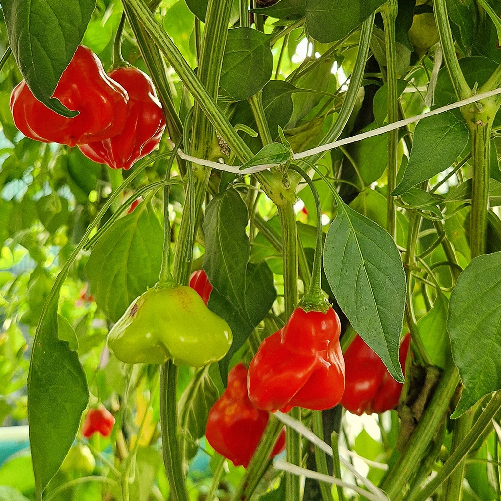 Bishops Crown (Biskupova kapica) - Sjemenke chili papričica 3 Bishops Crown (Biskupova kapica) - Sjemenke chili papričica