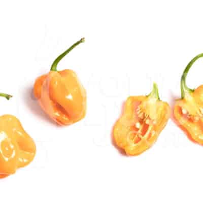 Habanero Numex Suave - Sjemenke chili papričica 9 Habanero Numex sadnica chili papričice