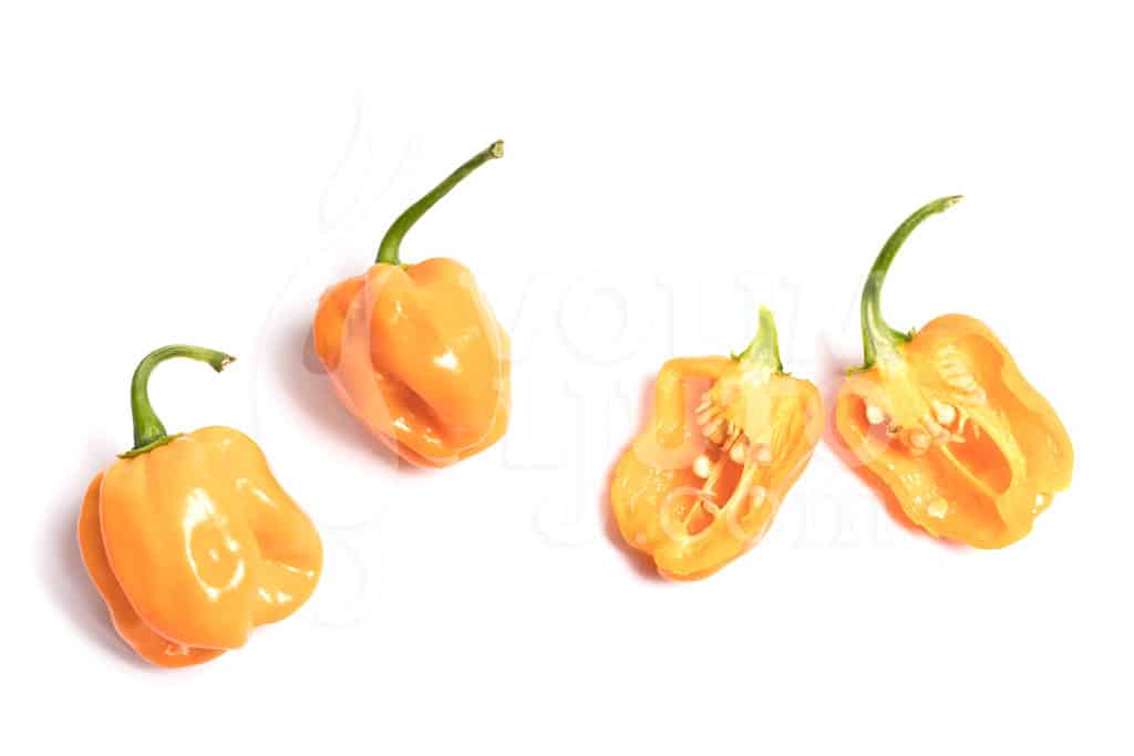 Habanero Numex Suave - Sjemenke chili papričica 6 Habanero Numex sadnica chili papričice