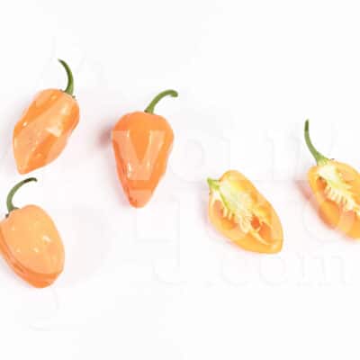 Habanero Orange - Sjemenke chili papričica 9 Habanero Orange sadnica chili papričice