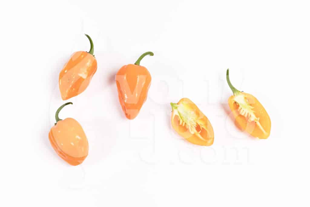 Habanero Orange - Sjemenke chili papričica 6 Habanero Orange sadnica chili papričice