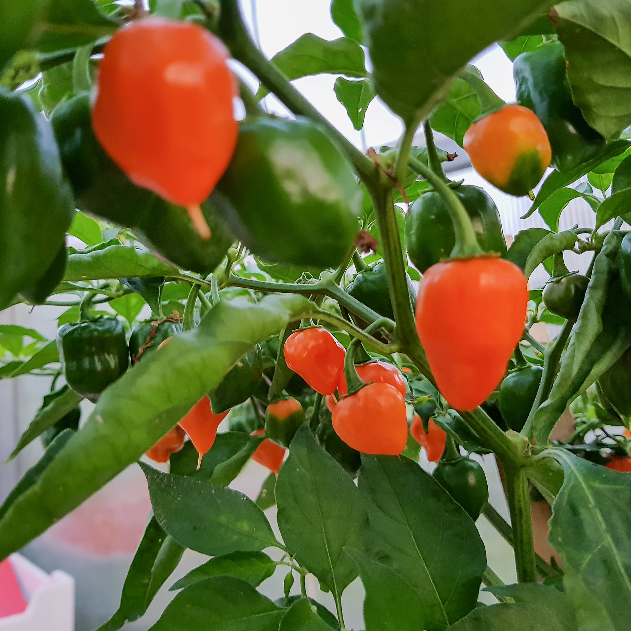Habanero Orange - Sjemenke chili papričica 3 Habanero Orange - Sjemenke chili papričica